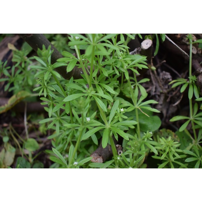 Lowhill Valley Cleavers Herb Herbal Tea - Nourish Your Body