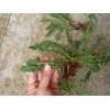 Fresh Wild Dandelion Plant 5 Fresh Wild Dandelion (Taraxacum officinale)