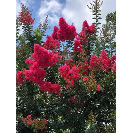 Crape Myrtle & All Flowering Trees Desert Willow Mimosa Orchid Tree Indoor Outdoor Container Grown Granular Fertilizer NutriStar (15 lb.)