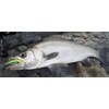 SHIMANO Chivas Lure, Topwater Xense-Coo, 100F, Jet Boost, XL-110P, 014,