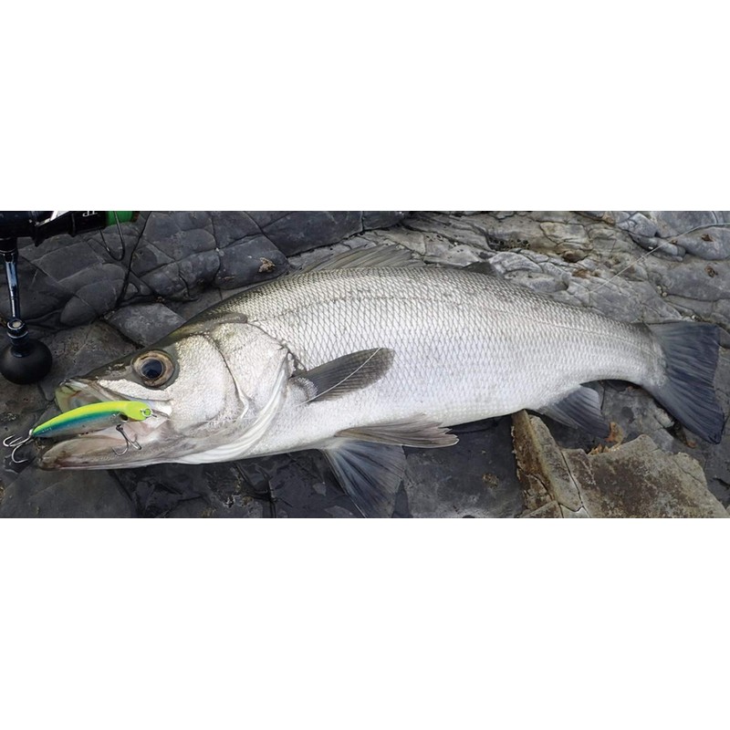 SHIMANO Chivas Lure, Topwater Xense-Coo, 100F, Jet Boost, XL-110P, 014,