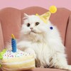 Pet Birthday Hat with Interchangeable Numbers 1-10 | Adjustable Pet
