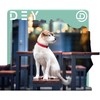 DEY - Premium Nylon Dog Collar | Adjustable | for