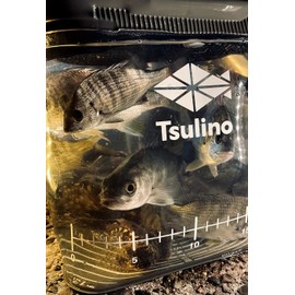Tulino See-Through Memory Bucket, For Fishing, Cool Gray, 8.3 inches (21 cm)