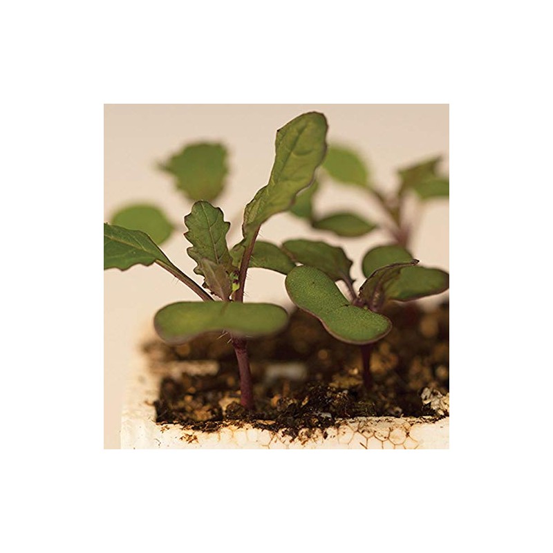 Wisconsin Fast Plants Hairy Purple Stem Seed, Pack of 50