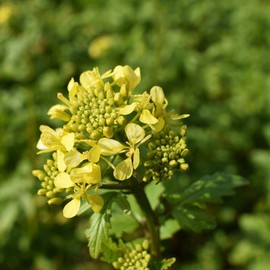 White Gold Mustard Seeds by Mighty Mustard - 1 Lb - Non-GMO, Open Pollinated Farm & Garden Cover Crop Seeds