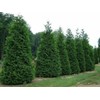 20 Thuja Green Giant Arborvitae Trees/Shrubs - 6-12" Tall Seedlings