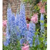 Blue Bell Delphinium Seeds - 250 Seeds
