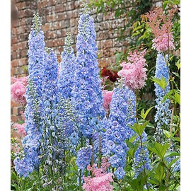 Blue Bell Delphinium Seeds - 250 Seeds