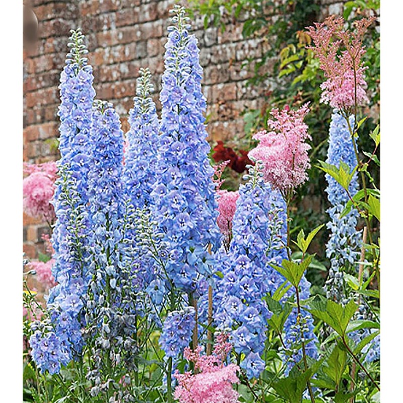 Blue Bell Delphinium Seeds - 250 Seeds