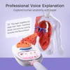 Science Can Human Body Model for Kids - Interactive Anatomy