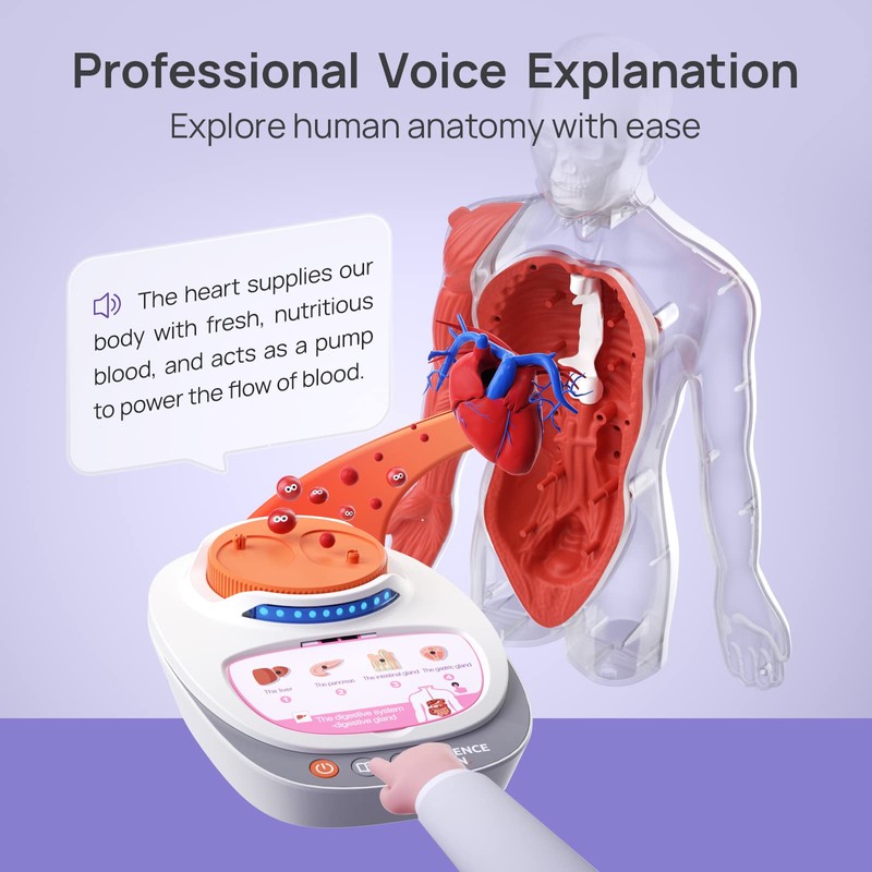 Science Can Human Body Model for Kids - Interactive Anatomy