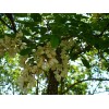 Black Locust (Robinia pseudoacacia), 50 seeds