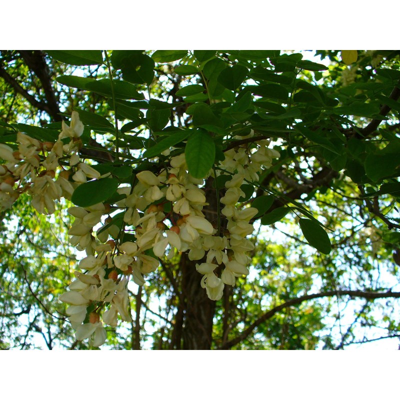 Black Locust (Robinia pseudoacacia), 50 seeds