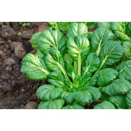 tatsoi Mustard Seeds 3500+ Tatsoi Asian Chinese Spinach NON-GMO US SELLER FREE SHIPPING