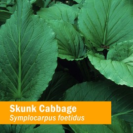 Herb Pharm Skunk Cabbage Liquid Extract for Musculoskeletal System Support - 1 Ounce