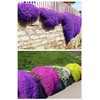 Buroifamily 1000 Pcs Seeds - Breckland Creeping Thyme Seeds -