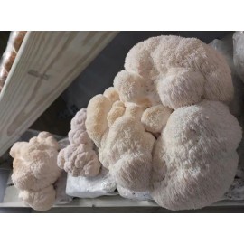 100 Tapones De Hongo Melena De León Para Cultivo De Hongos M                                                                                          