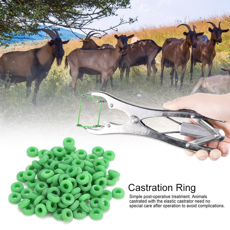100Pcs Rubber Elastic Sheep Cow Pig Castration Pliers Rings Veterinary