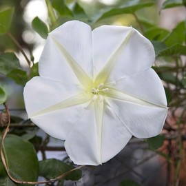 Eden Brothers Moonflower Seeds, Non-GMO Seeds for Planting, 1 oz | Low-Maintenance Flower Seeds, Plant During Spring, Zones 4, 5, 6, 7, 8, 9, 10