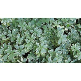 Pachysandra terminalis 'Silver Edge' - 100 Bare Root Plants