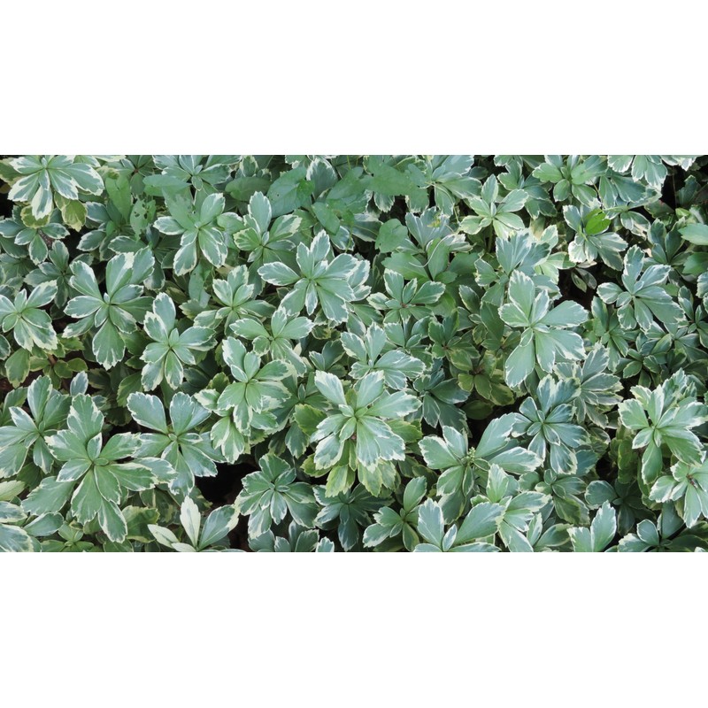 Pachysandra terminalis 'Silver Edge' - 100 Bare Root Plants