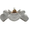 Sacrum Bone Model - Anatomically Accurate Human Replica - hBARSCI