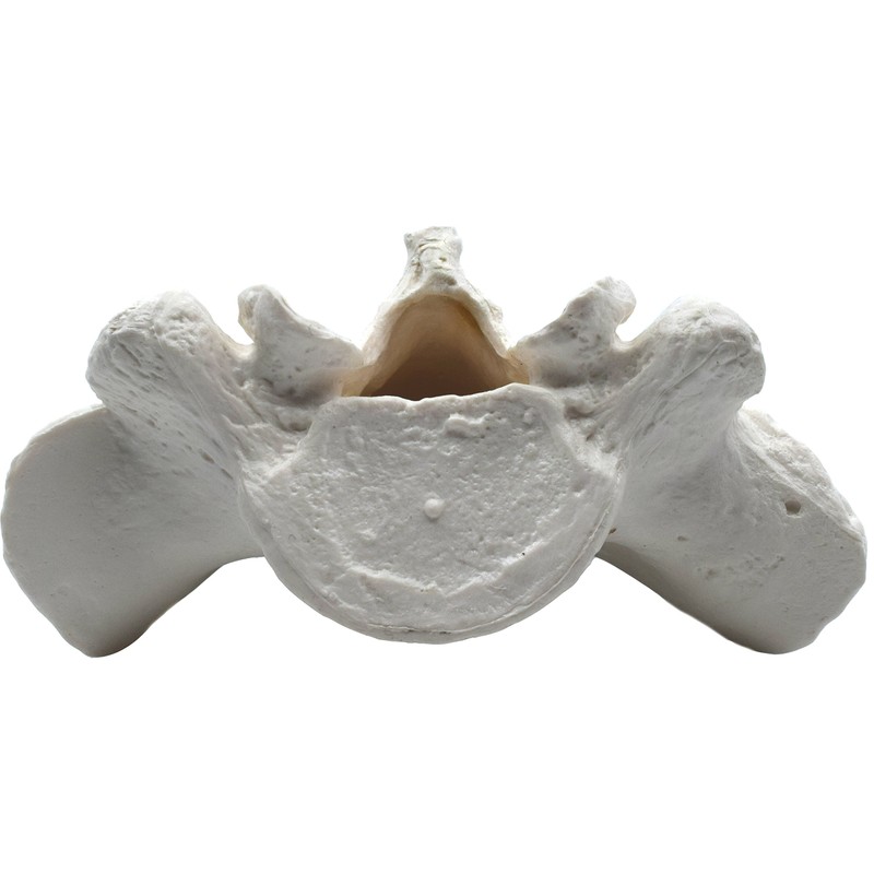 Sacrum Bone Model - Anatomically Accurate Human Replica - hBARSCI