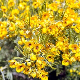 500+ Senna Artemisioides Seeds for Planting Low Maintenance Drought Tolerant Fast-Growing Outdoor Bed Border