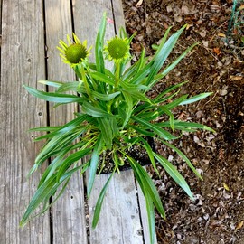 CHUXAY GARDEN 100 Seeds Echinacea Paradoxa,Yellow Coneflower,Bush's Purple Coneflower, Ozark Coneflower Echinacea Rare Hardy Yellow Flowering Plant Great for Garden