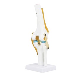 Modelo médico humano de anatomía de la articulación de la rodilla vívida, con ligamento Modelo de anatomía de la articulación de la rodilla de PVC, estudiantes de medicina para el