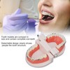 Dental Typodont Teeth Model with Metal Bracket, model fake braces