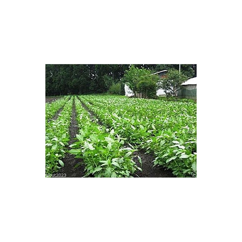 100 Jute Seeds, Egyptian Spinach,Saluyot, Molokhia, Plant Spring Or Summer