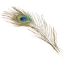 Efco 1003410 Peacock 200-300 mm 5 pcs, Feathers, Green, 12