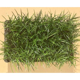 Mondo Grass - 3 Live Plants - Ophiopogon Japonicus - Live Evergreen Groundcover Plants - Shade Loving