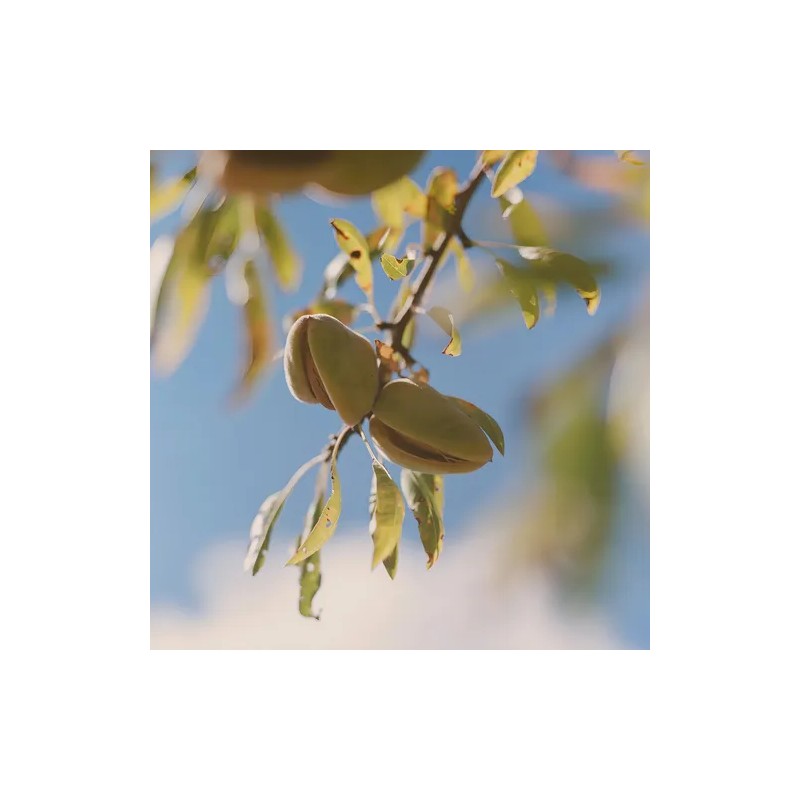 Aceite para cuerpo L'Occitane Almond Shower Oil en dosificador 500mL