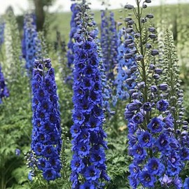 Toadstool Seeds 50 Blue Buccanee Delphinium Seeds Perennial Garden Flower Bloom Seed Flowers 748