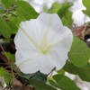 Outsidepride Annual 100 Seeds Ipomoea Alba Moonflower Vine Seeds for