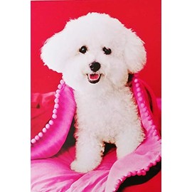 Greeting Card As Far As Friends Go - You're The Best of The Breed! Happy Birthday with Bichon Frise Dog (Friendship)