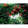 Classy Groundcovers, Trumpet Creeper, Cow Itch Vine, Hummingbird Vine, Trumpet
