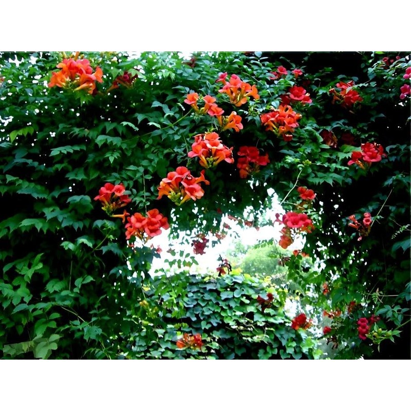Classy Groundcovers, Trumpet Creeper, Cow Itch Vine, Hummingbird Vine, Trumpet