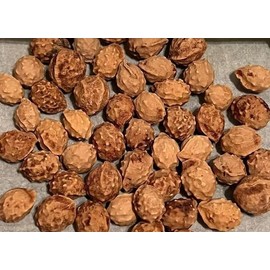 25 Premium Podocarpus Gracilior Seeds - Grow Your Own Exotic Fern Pine Tree