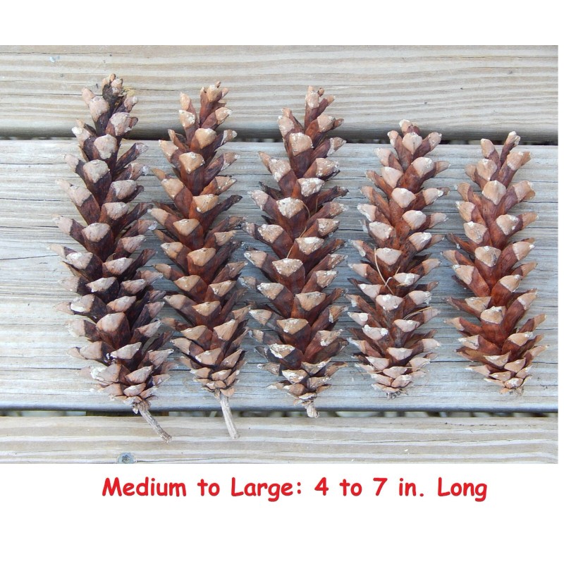 Unbranded Eastern White Pine Cones Natural Pinecones DIY Decor Project
