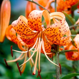 Garden State Bulb Splendens Tiger Lily Flower Bulbs, 14/16cm, Spring Planting (Bag of 20)