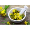 SeedsUP - 1500+ Seeds St. John's Wort (Hypericum perforatum) -