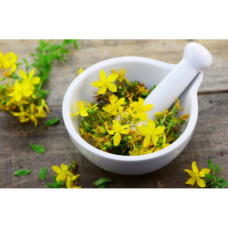 SeedsUP - 1500+ Seeds St. John's Wort (Hypericum perforatum) -