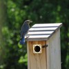 Metal Bird House Guard with Copper Portal for Eastern Bluebird