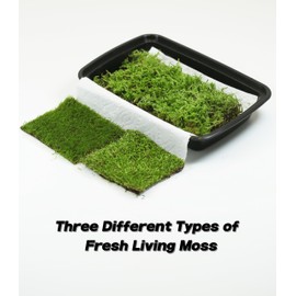 Fresh Live Terrarium Moss, 6"x8" Box - Perfect for Miniature Landscapes, Bonsai, Reptiles, and Succulents. Includes Three Different Types of Fresh Living Moss | Guaranteed Live Arrival LUCKY PLANT