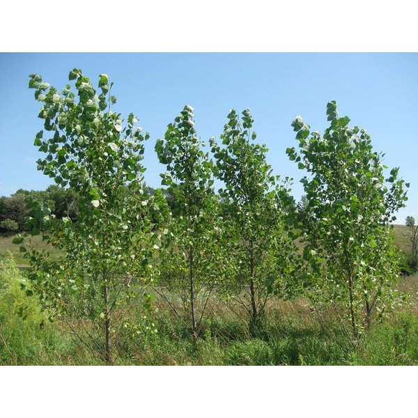 10 Fast Growing Trees - 10 Hybrid Poplar Tree Cuttings - Fast Growing Shade or Privacy Trees - Very Attractive and Good for The Enviornment