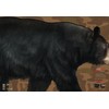 Bear Target 2-Sided Paper Range Targets (3pack) 27" x 39"